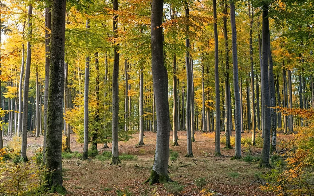 Bioconstrucción, un concepto a tener en cuenta en tu reforma